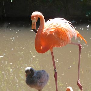 Baby flamingo