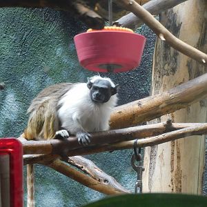 pied tamarin