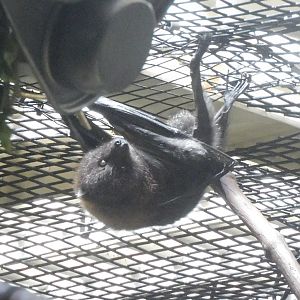 rodrigues fruit bat