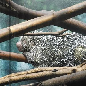 Prehensile tail porcupine