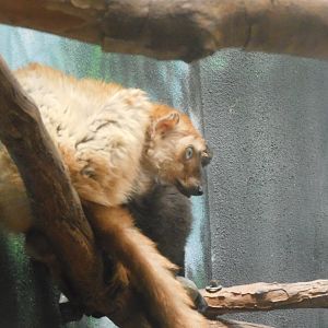 Blue eyed lemur