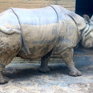 Indian rhinoceros Whipsnade; 31st July 2021