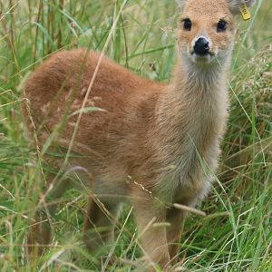 Chinese water deer fawn; Whipsnade; 31st July 2021