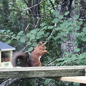Red squirrel in Newtonmore
