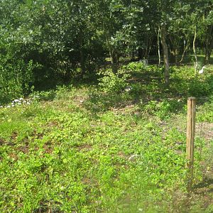 Enghave Dyre- og Naturpark - Muscovy duck exhibit