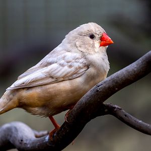 Leucistic Zebra Finch / Hamerton / 20-10-2020