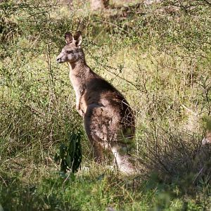 Eastern Grey Kangaroo