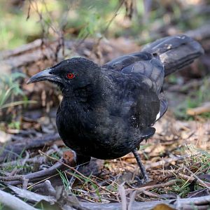 White-winged Chough