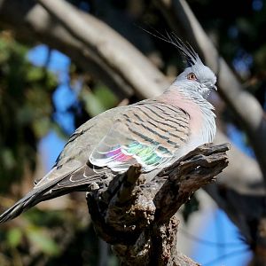 Crested Pigeon