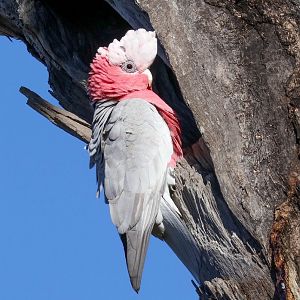 Galah at nesting hollow