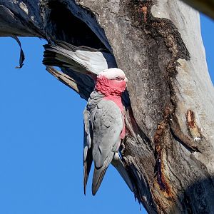 Galah at nesting hollow