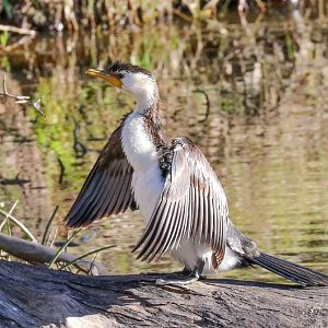 Little Pied Cormorant