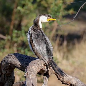 Little Pied Cormorant