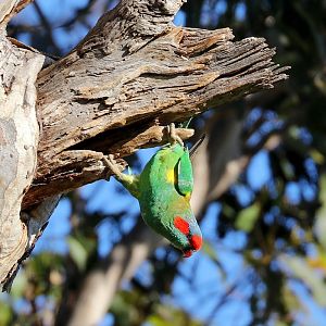 Musk Lorikeet at nesting hollow
