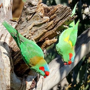 Musk Lorikeets at nesting hollow