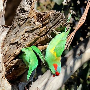 Musk Lorikeets at nesting hollow