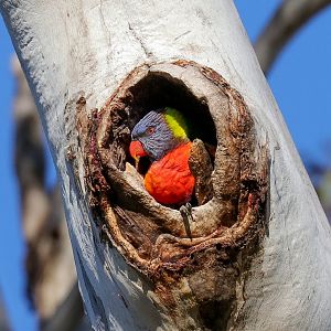 Rainbow Lorikeet in nest hollow