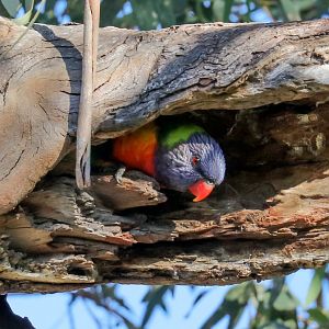 Rainbow Lorikeet in nest hollow