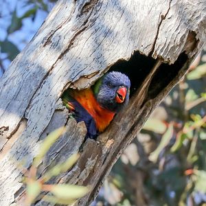 Rainbow Lorikeet in nest hollow