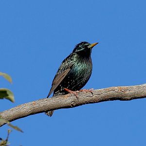 European Starling