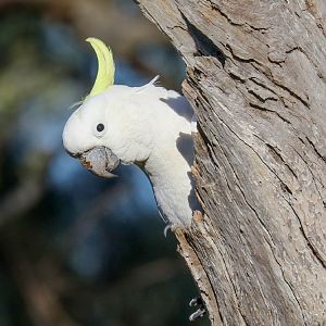 Sulphur-crested Cockatoo at nest hollow