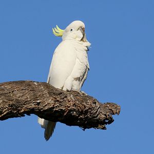 Sulphur-crested Cockatoo