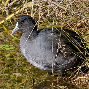 Immature Coot