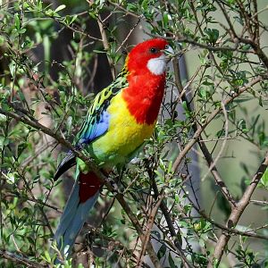 Eastern Rosella