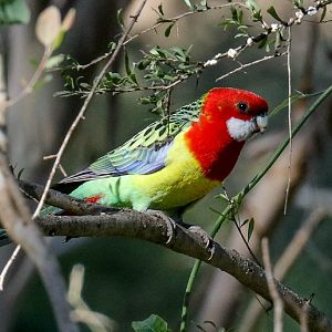 Eastern Rosella