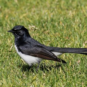 Willie Wagtail