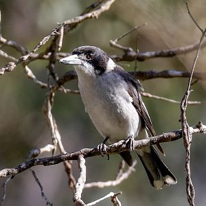 Grey Butcherbird