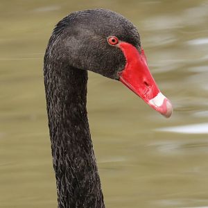 Black Swan closeup