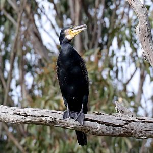 Great Cormorant