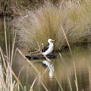 Little Pied Cormorant