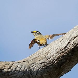 Striated Pardalote courting a female