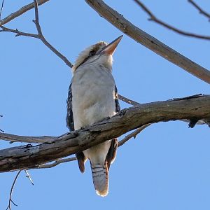 Kookaburra