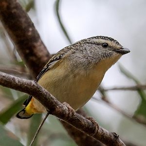 Spotted Pardalote