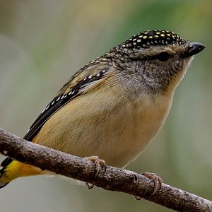 Spotted Pardalote