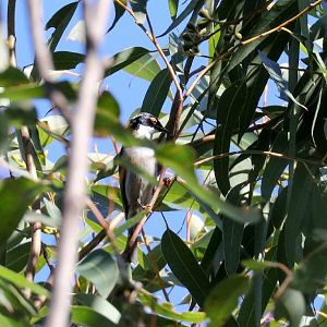 White-naped Honeyeater