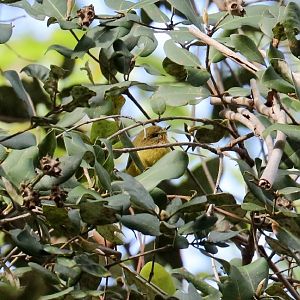 Yellow Thornbill