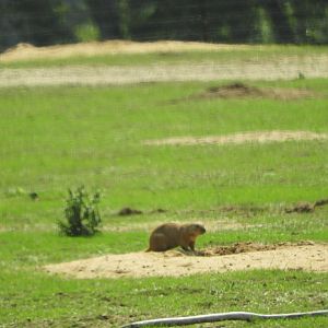 Black-tailed Prairie Dog (Cynomys ludovicianus) at Shamba Safari
