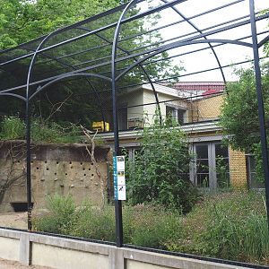 Bird house - Large mixed outdoor aviaries - Mediterranean aviary, 2021-06-12