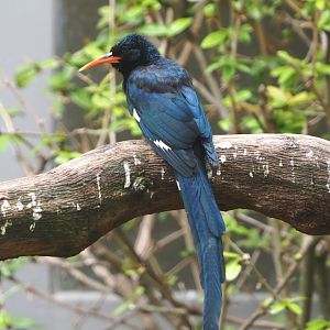 Green woodhoopoe (Phoeniculus purpureus), 2021-06-12