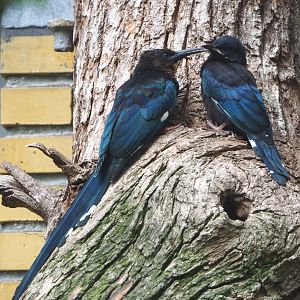 Green woodhoopoes (Phoeniculus purpureus), 2021-06-12