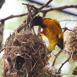 Village weaver (Ploceus cucullatus), 2021-06-12
