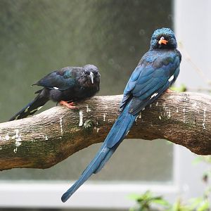 Green woodhoopoes (Phoeniculus purpureus), 2021-06-12