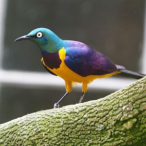 Golden-breasted starling (Lamprotornis regius), 2021-06-12