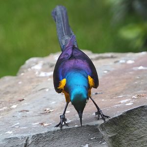 Golden-breasted starling (Lamprotornis regius), 2021-06-12