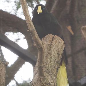 Crested oropendola (Psarocolius decumanus), 2021-06-12
