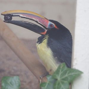 Green aracari (Pteroglossus viridis), 2021-06-12